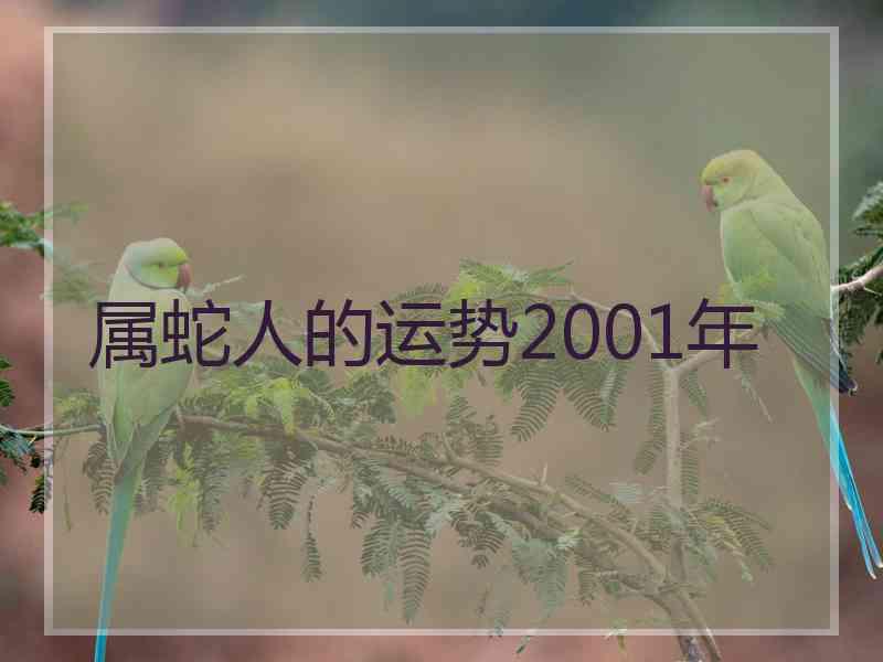 属蛇人的运势2001年